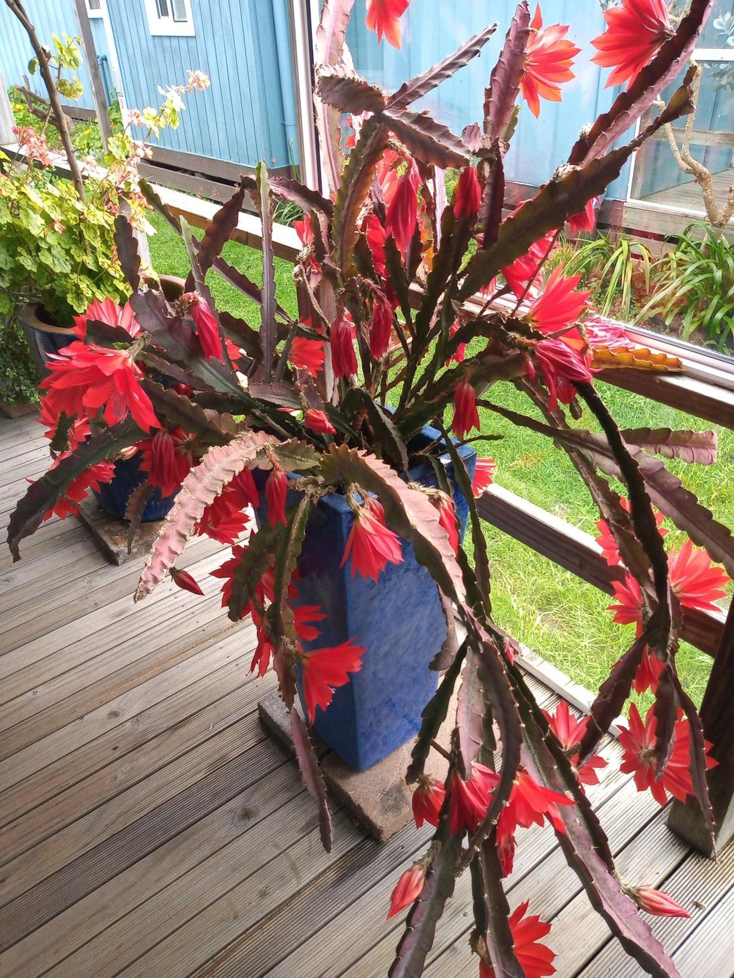 Lakes Entrance Waterfront Cottages With King Beds Exteriör bild